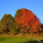 Badenweiler – Lipburg – Herbstlandschaft Lipburg Bild: © K. Schmeißer