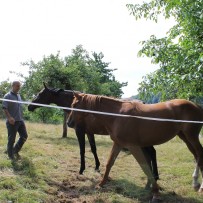 Tiere und Landschaft