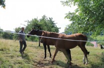 Tiere und Landschaft