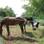 Tiere und Landschaft