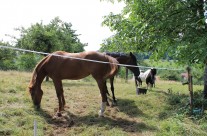 Tiere und Landschaft