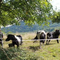 Tiere und Landschaft