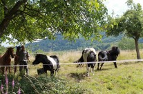 Tiere und Landschaft