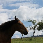 Tiere und Landschaft