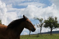 Tiere und Landschaft