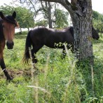 Tiere und Landschaft