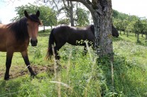 Tiere und Landschaft