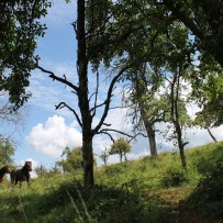 Tiere und Landschaft