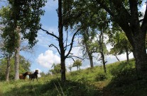 Tiere und Landschaft