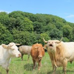 Tiere und Landschaft