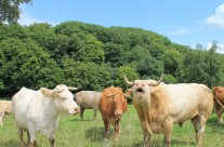 Tiere und Landschaft