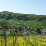 Badenweiler – Lipburg Landschaft Bild: © K. Schmeißer