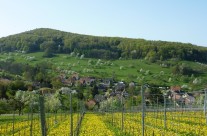 Badenweiler – Lipburg Landschaft Bild: © K. Schmeißer